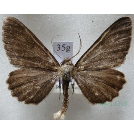 Alcis repandata (Linnaeus, 1758) male Przylepek nagrabek Czech35g